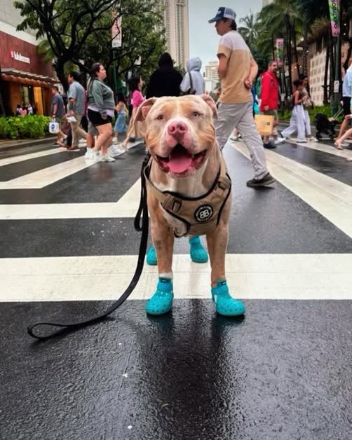 LOST PET - Oahu | SSH Search