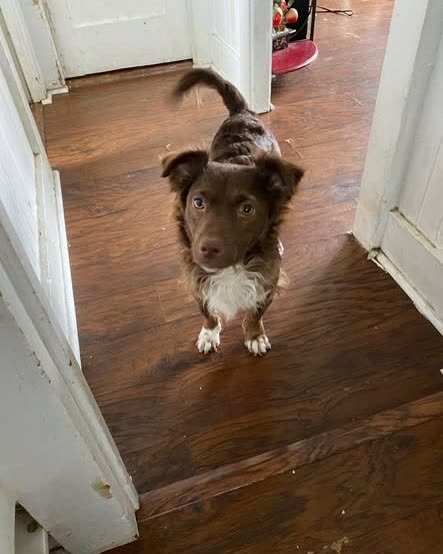 LOST PET - Oahu | SSH Search