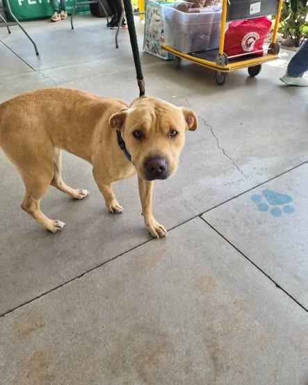 FOUND PET - Oahu | SSH Search