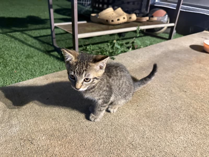FOUND PET - Oahu | SSH Search