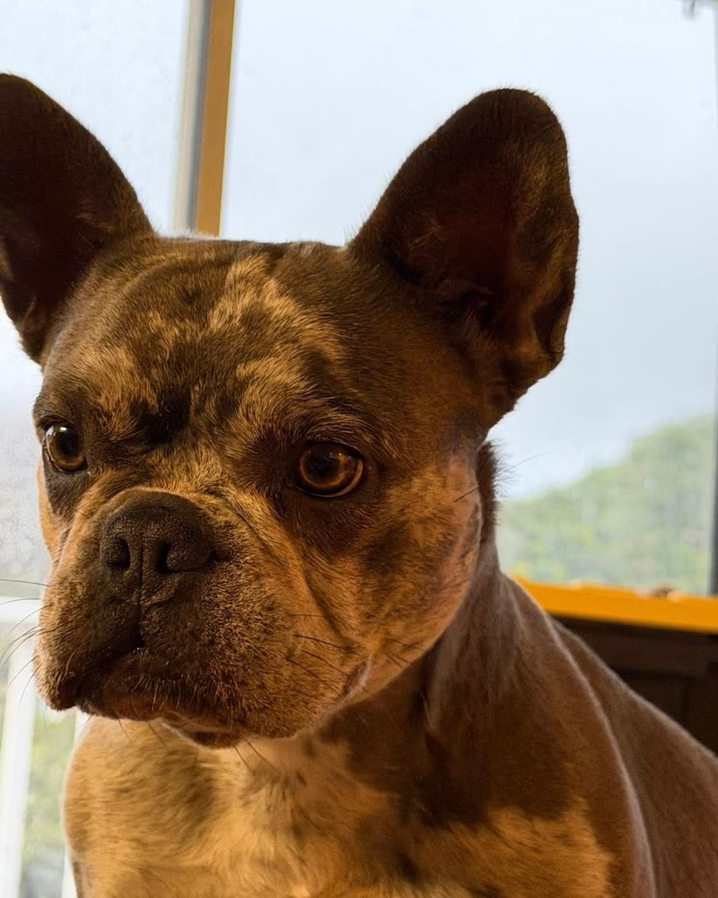 LOST PET - Oahu | SSH Search