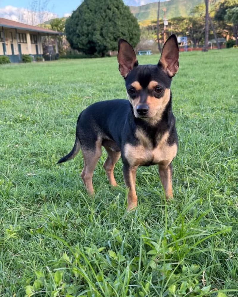 FOUND PET - Oahu | SSH Search