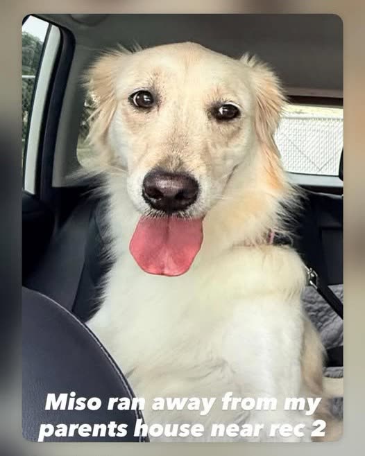 LOST PET - Oahu | SSH Search