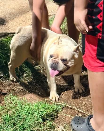 ANIMAL SIGHTING - Oahu | SSH Search