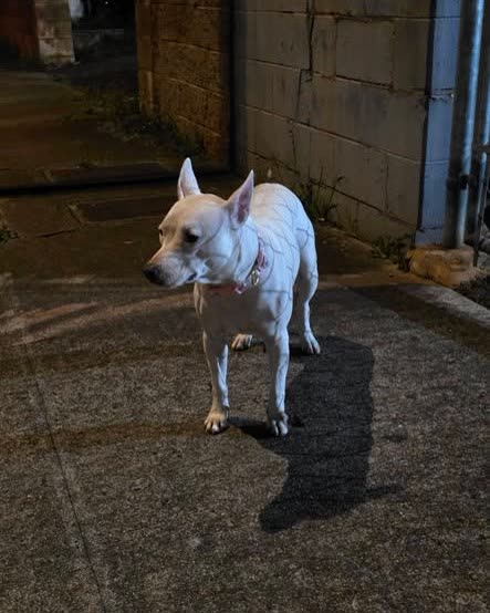 FOUND PET - Oahu | SSH Search