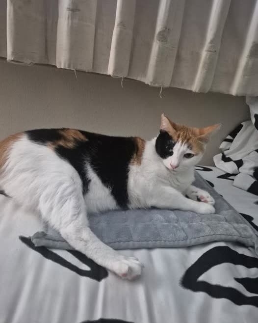 LOST PET - Oahu | SSH Search