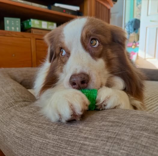 LOST PET - Hawaii | SSH Search