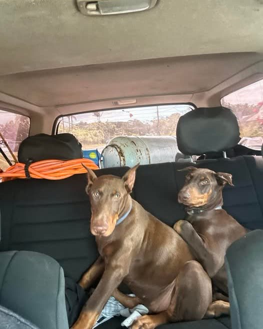 LOST PET - Hawaii | SSH Search