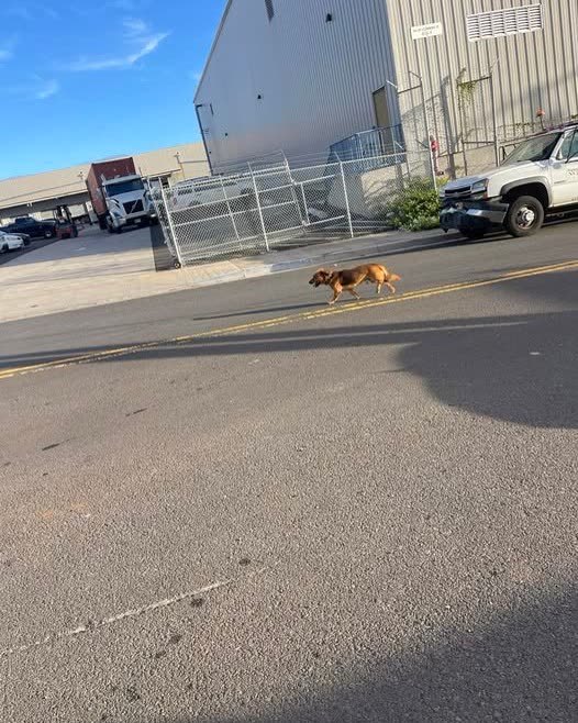 ANIMAL SIGHTING - Oahu | SSH Search
