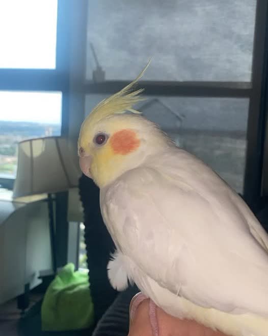 LOST PET - Oahu | SSH Search