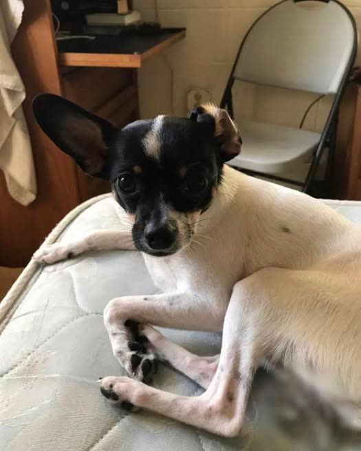 LOST PET - Oahu | SSH Search
