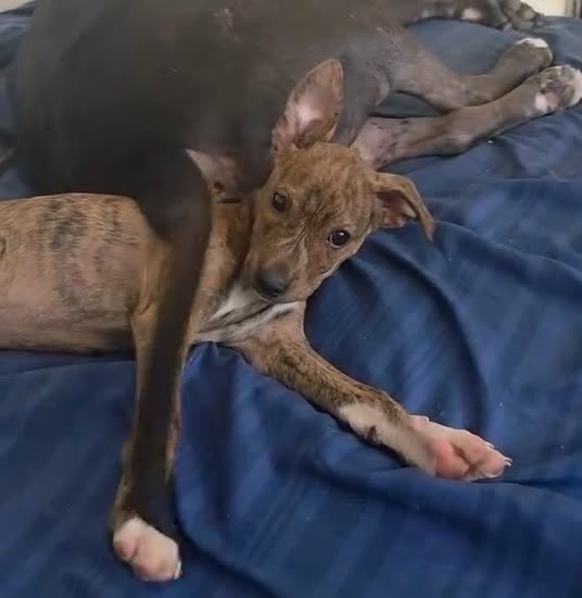 LOST PET - Oahu | SSH Search