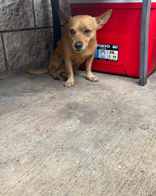 FOUND PET - Oahu | SSH Search