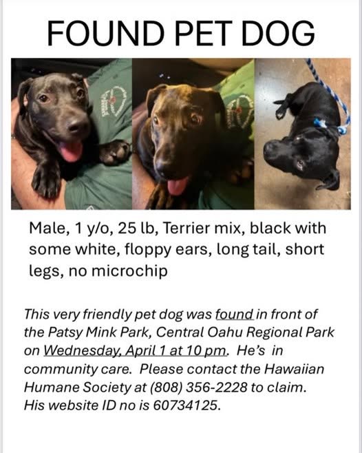 FOUND PET - Oahu | SSH Search