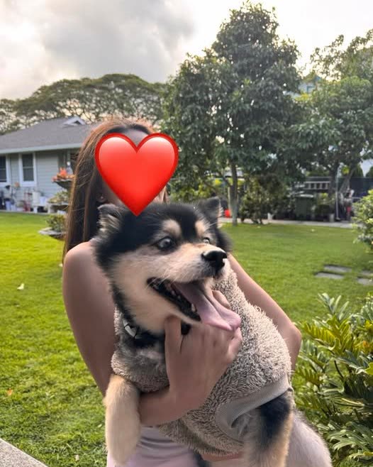 FOUND PET - Oahu | SSH Search