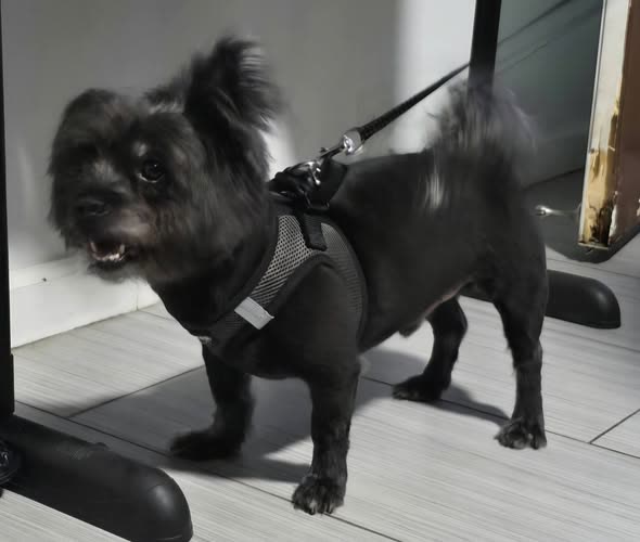 LOST PET - Oahu | SSH Search