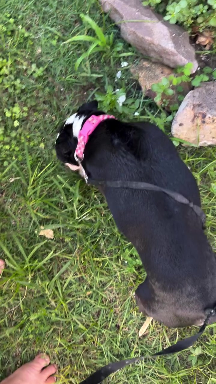FOUND PET - Oahu | Stolen Stuff Hawaii