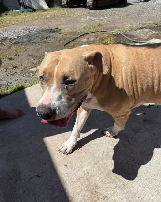 FOUND PET - Oahu | SSH Search
