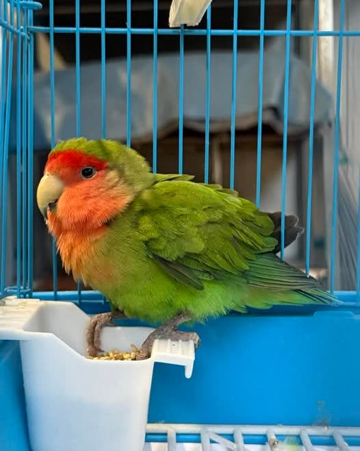 FOUND PET - Oahu | SSH Search