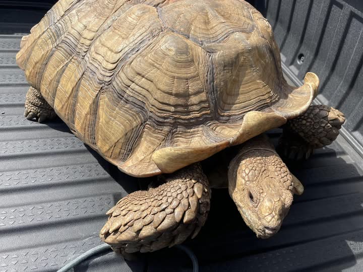 FOUND PET - Oahu | SSH Search