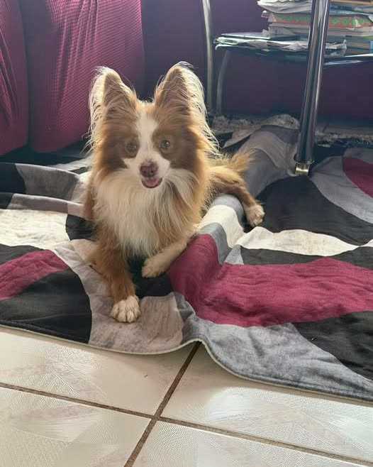 LOST PET - Oahu | SSH Search