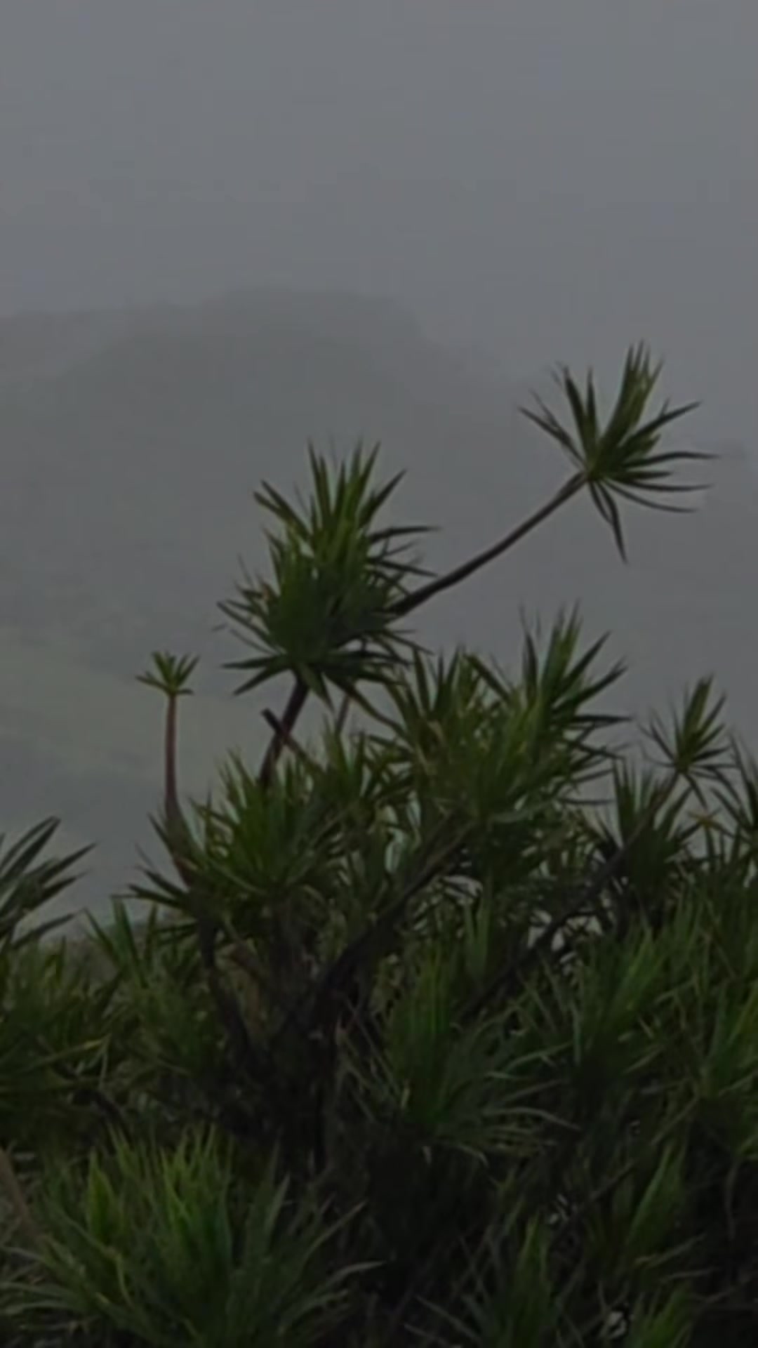 WEATHER ALERT - Oahu | Stolen Stuff Hawaii