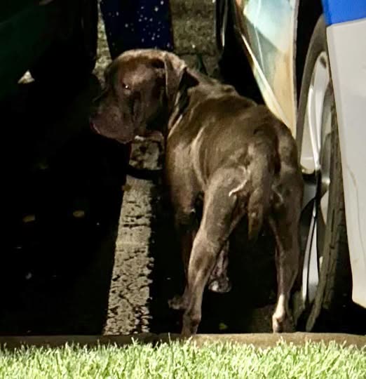 ANIMAL SIGHTING - Oahu | SSH Search