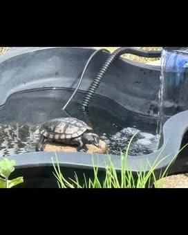 LOST PET - Oahu | SSH Search