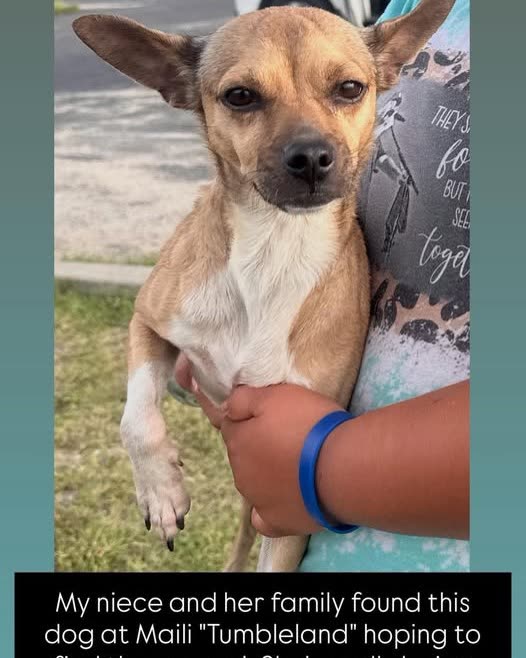 FOUND PET - Oahu | SSH Search
