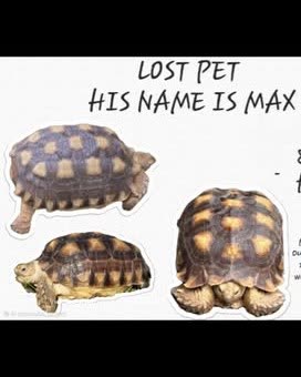 LOST PET - Oahu | SSH Search