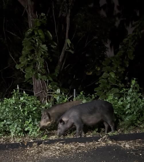 ANIMAL SIGHTING - Oahu | SSH Search