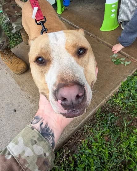 FOUND PET - Oahu | SSH Search