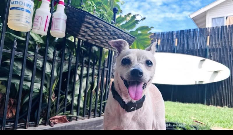 LOST PET - Oahu | SSH Search