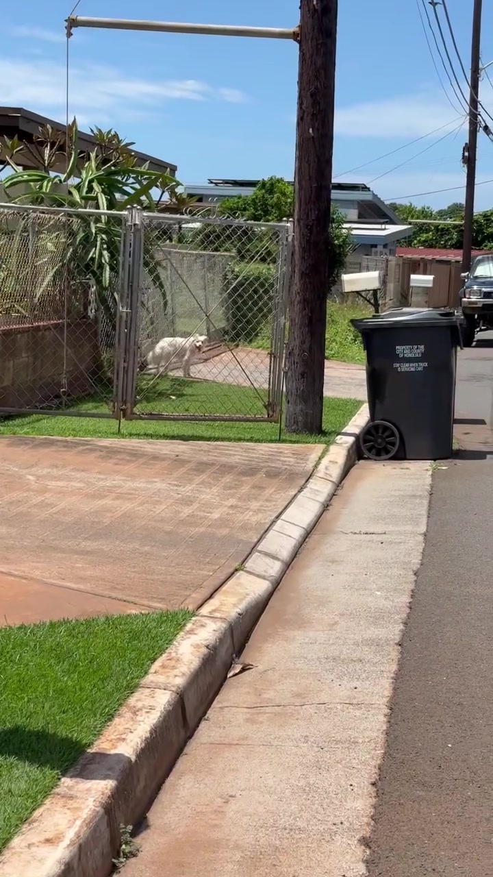 FOUND PET - Oahu | Stolen Stuff Hawaii