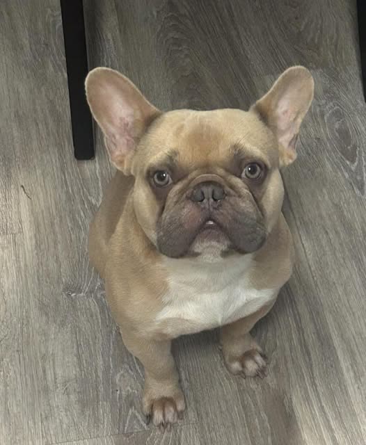 LOST PET - Oahu | SSH Search