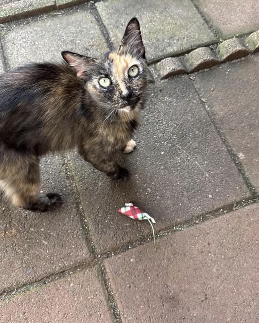 FOUND PET - Oahu | SSH Search