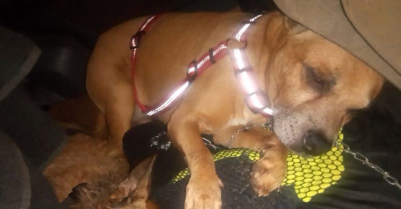 LOST PET - Oahu | SSH Search