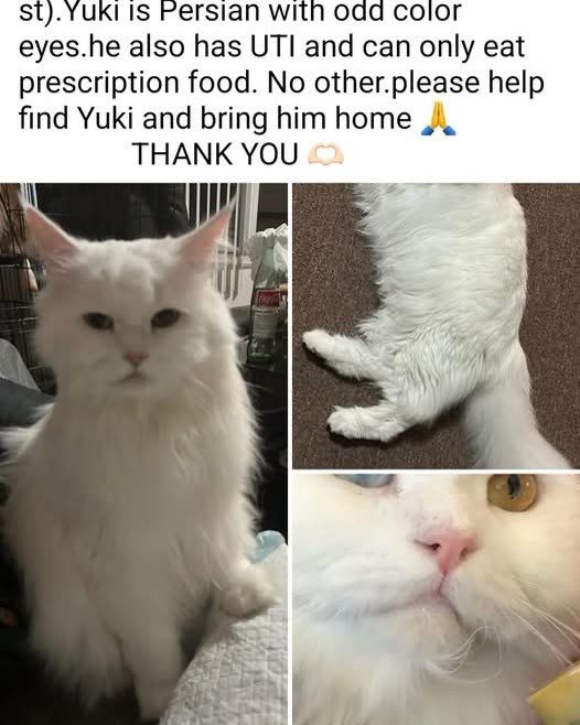 LOST PET - Oahu | SSH Search