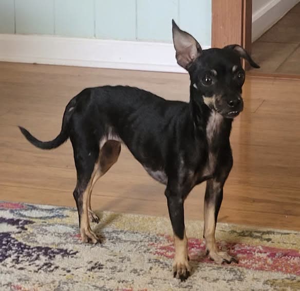 LOST PET - Oahu | SSH Search