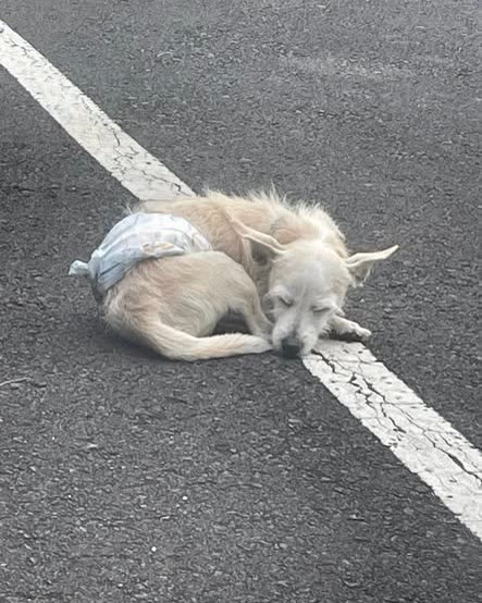 LOST PET - Oahu | SSH Search
