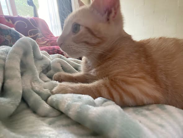 LOST PET - Oahu | SSH Search
