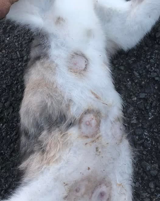 FOUND PET - Oahu | SSH Search
