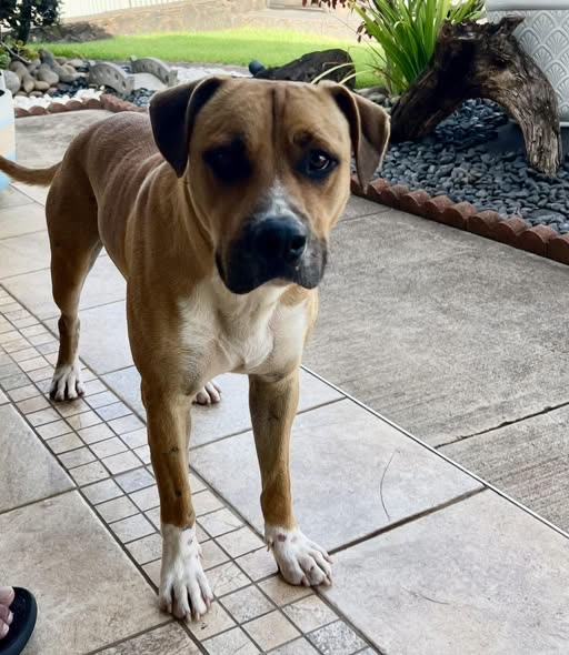 FOUND PET - Oahu | SSH Search