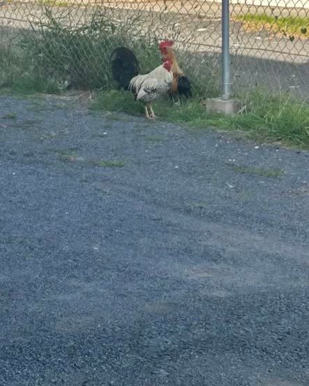 FOUND PET - Oahu | SSH Search