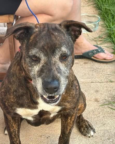 FOUND PET - Oahu | SSH Search