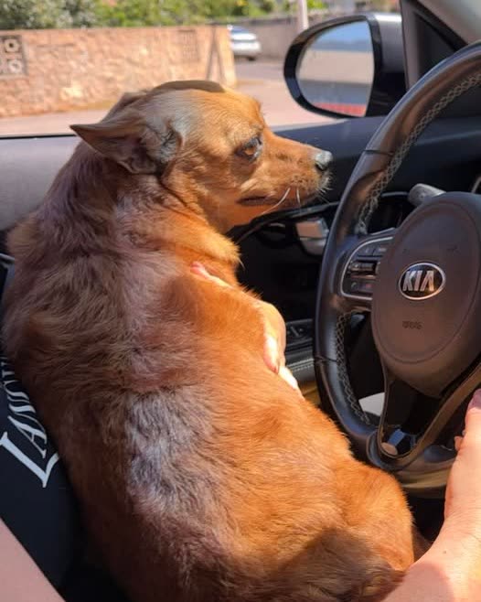 FOUND PET - Oahu | SSH Search