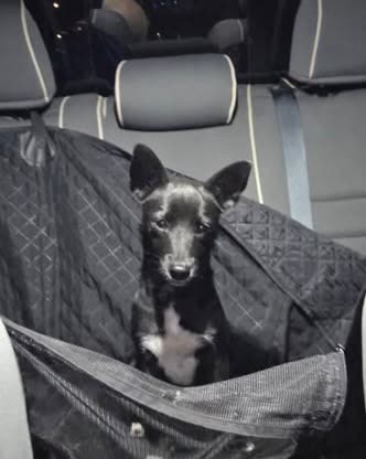 FOUND PET - Oahu | SSH Search