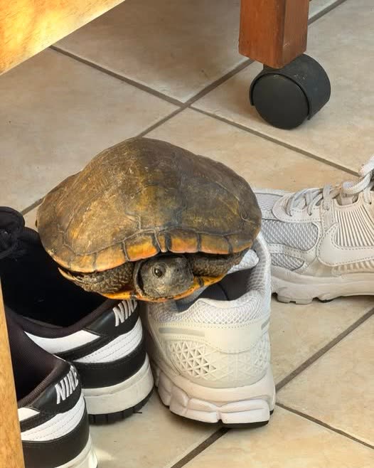 FOUND PET - Oahu | SSH Search