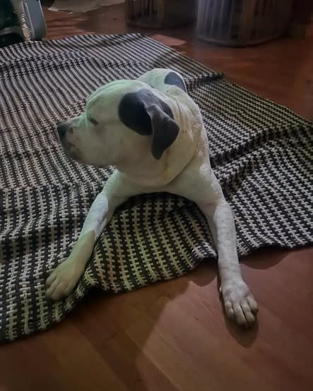 LOST PET - Oahu | SSH Search