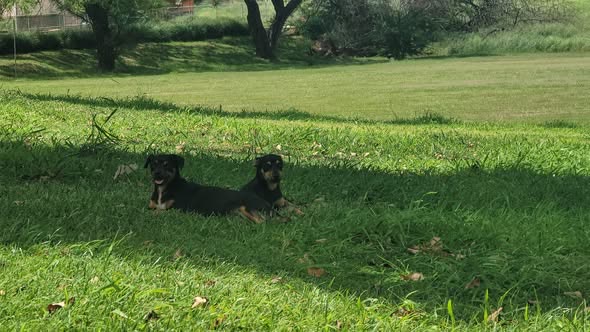 ANIMAL SIGHTING - Oahu | SSH Search